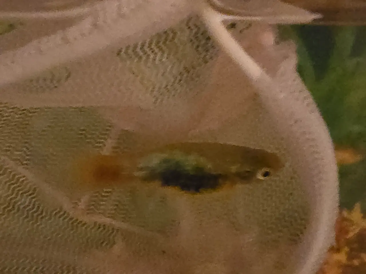 Billede 3 - Platy mix
