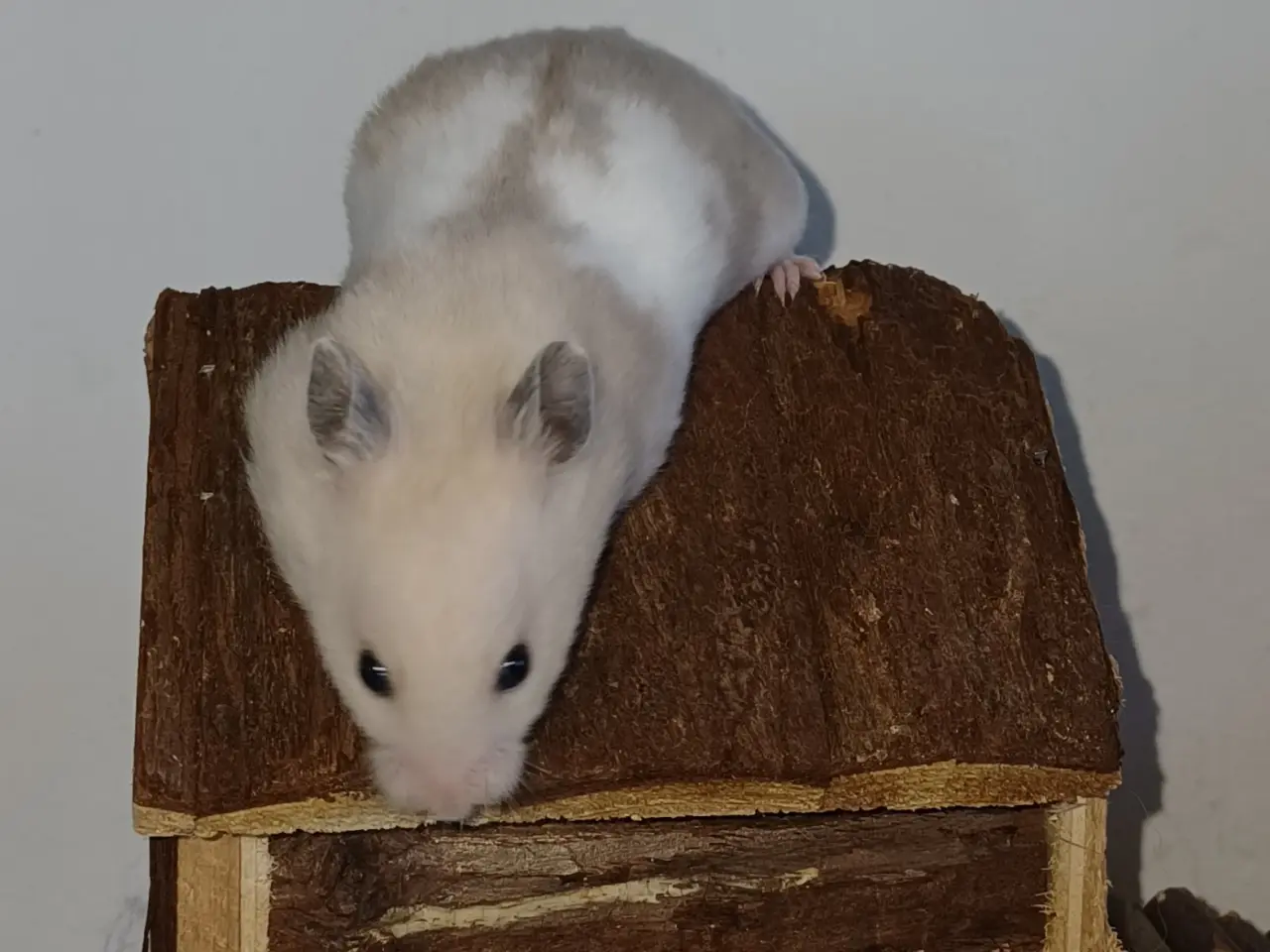 Billede 1 - Guldhamster unger