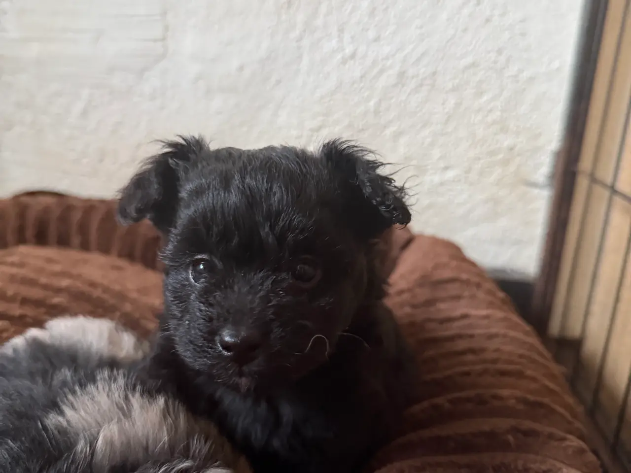 Billede 5 - Pomapoo pige