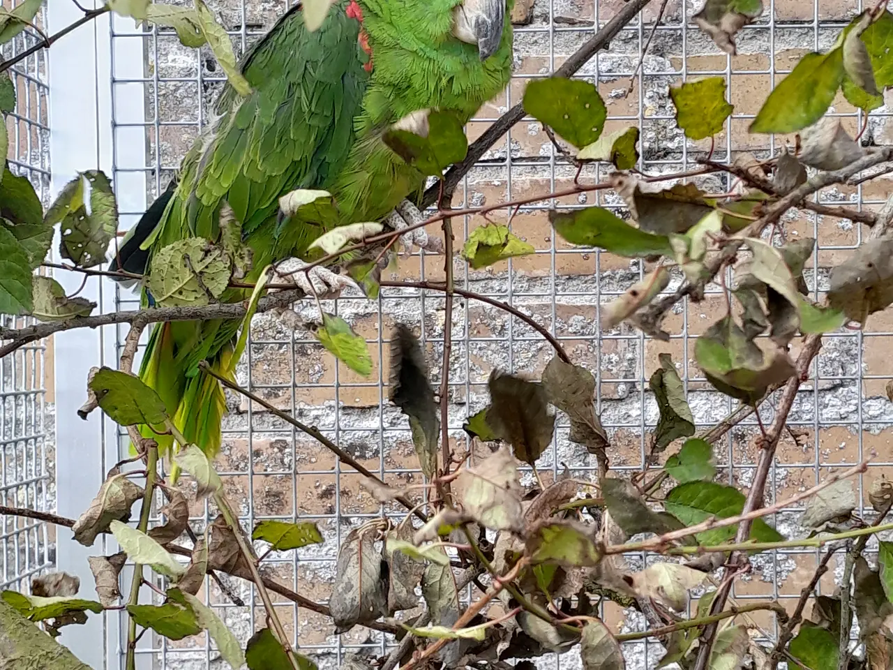Billede 1 - Panama amazone 