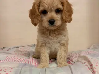 De smukkeste F1 Cavapoo babyer