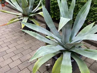 Agave