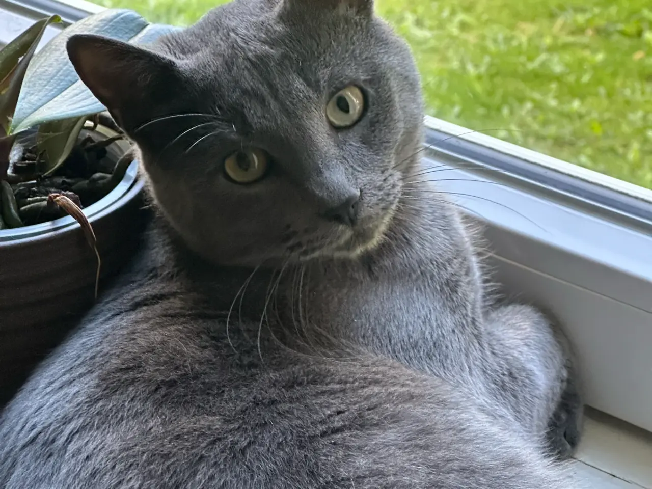 Billede 2 - To smukke han katte