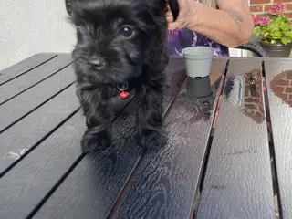 Yorkshire Terrier hvalpe