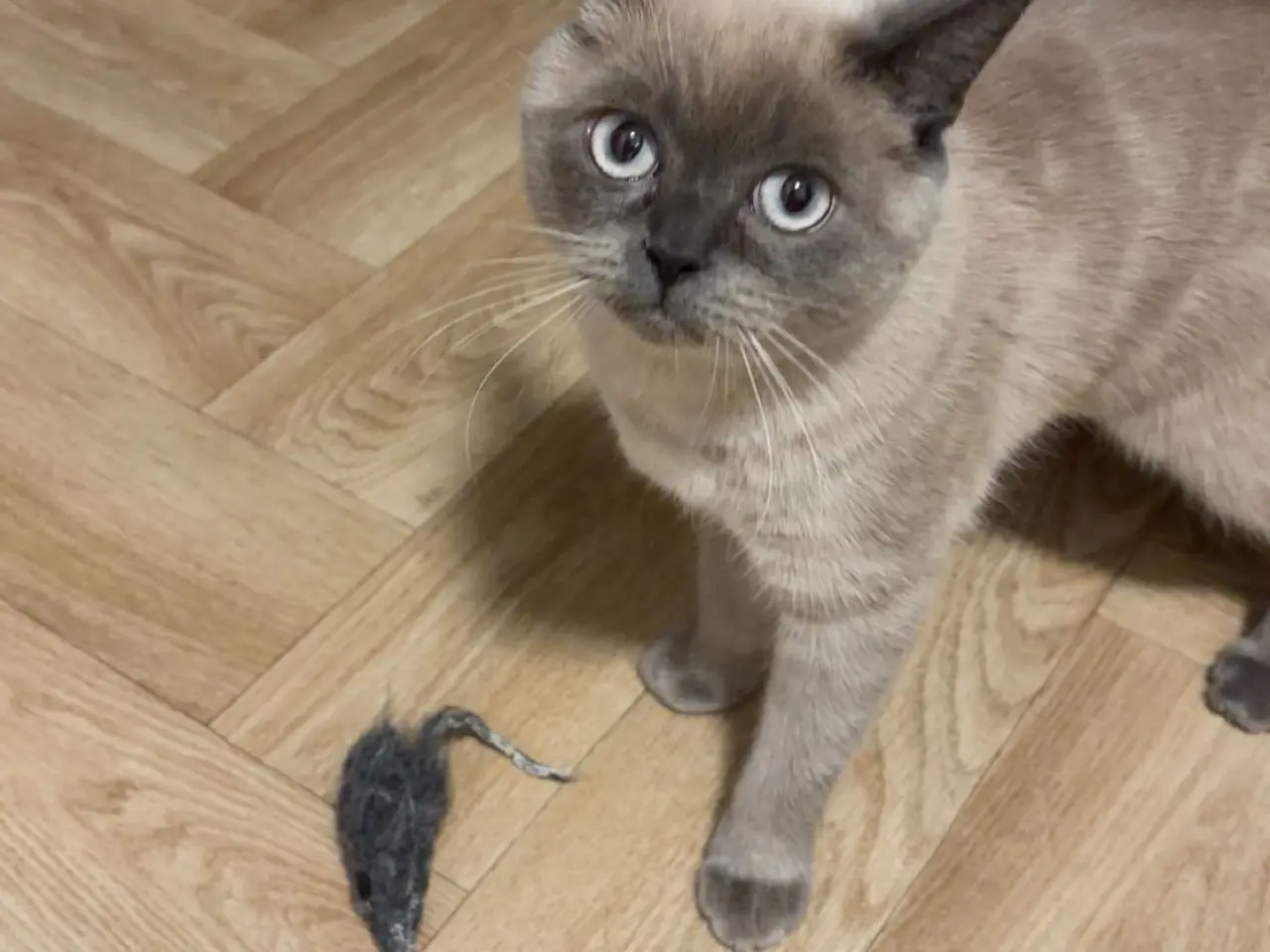 Billede 1 - British shorthair