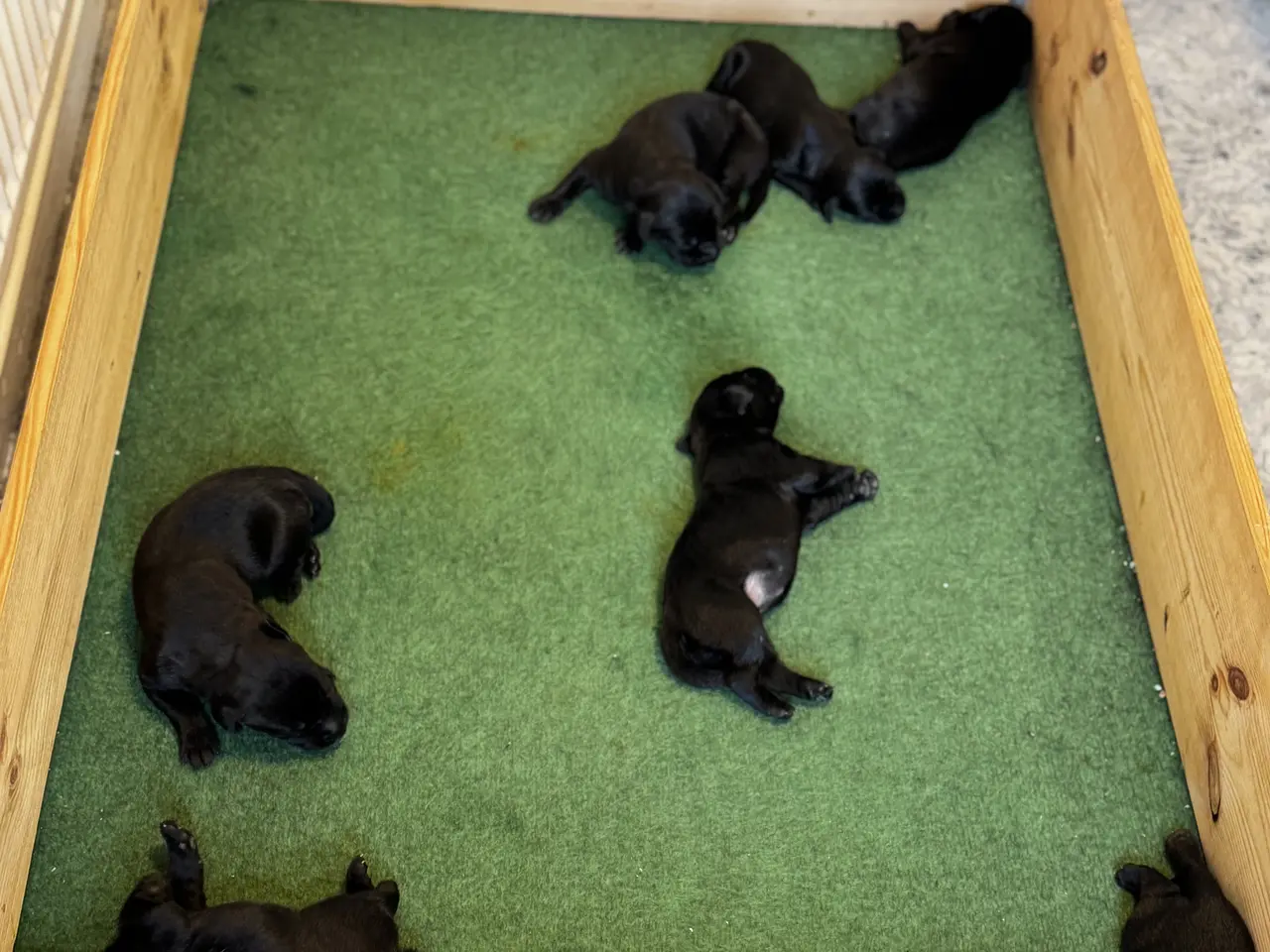 Billede 3 - F1 labrador hvalpe! Med stamtavle