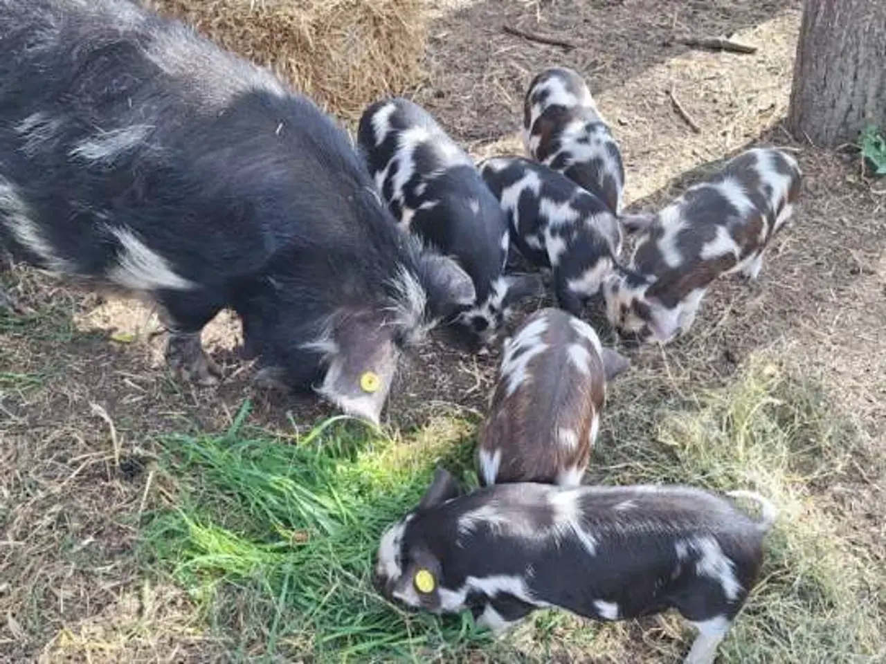 Billede 6 - Kælne kunekune smågrise sælges. 
