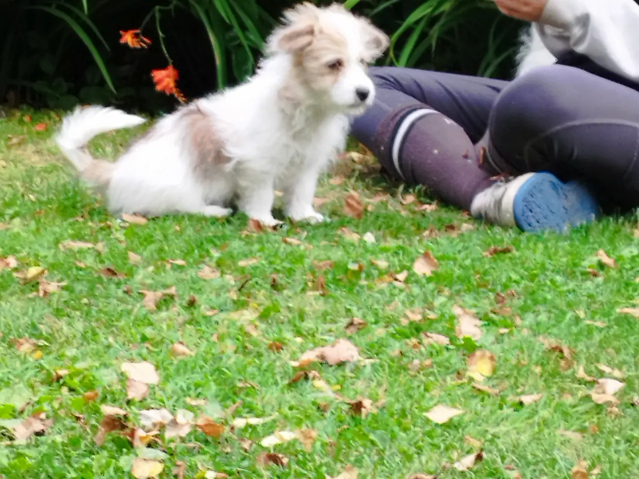 Billede 3 - Malteser/Coton de Tulear