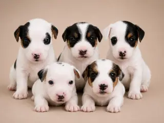 Jack Russel Terrier