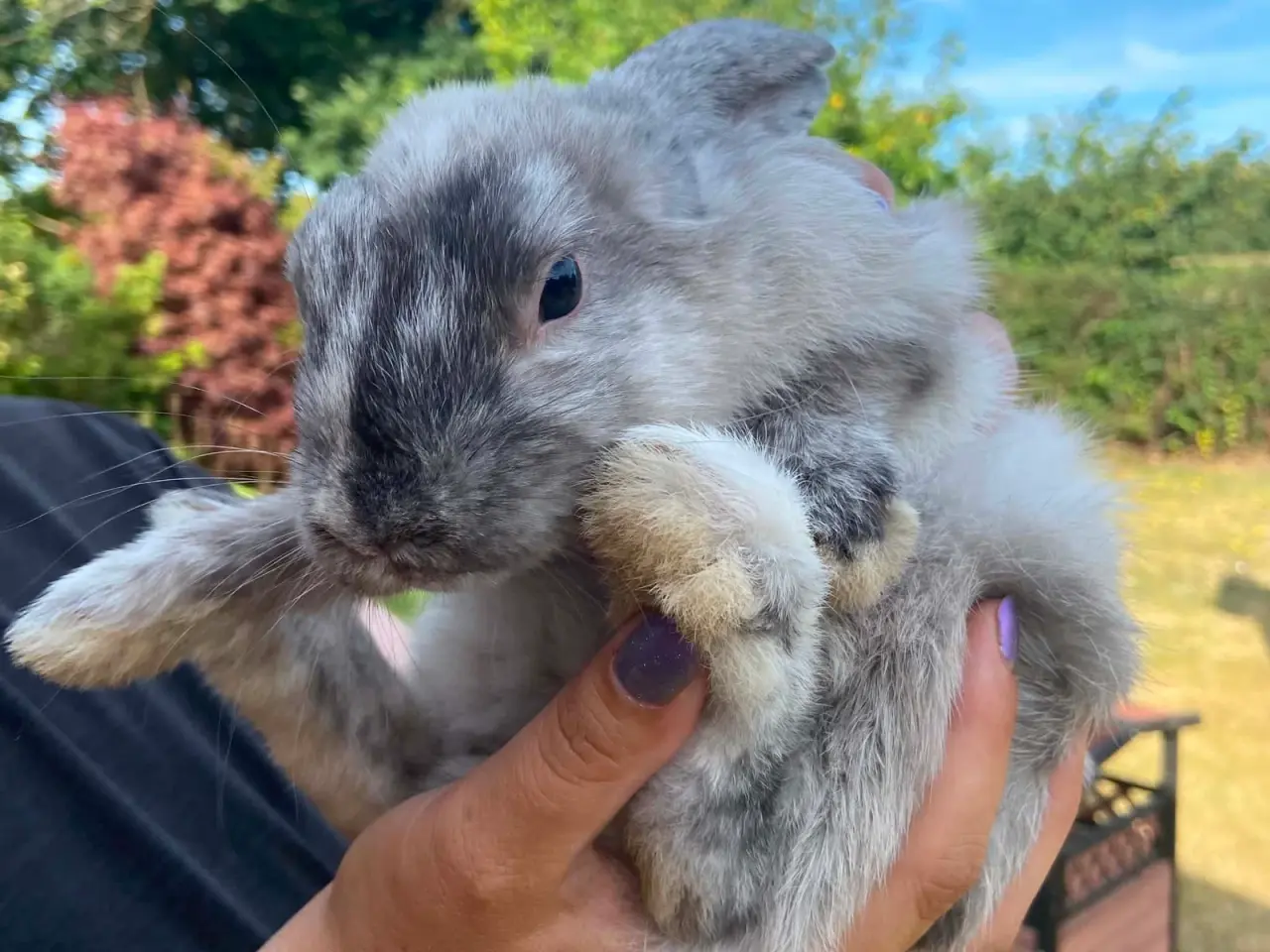 Billede 3 - Smuk kanin dreng🐰
