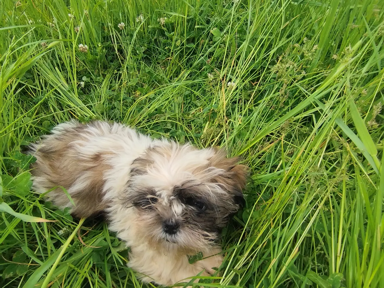 Billede 3 - Shih Tzu hvalpe