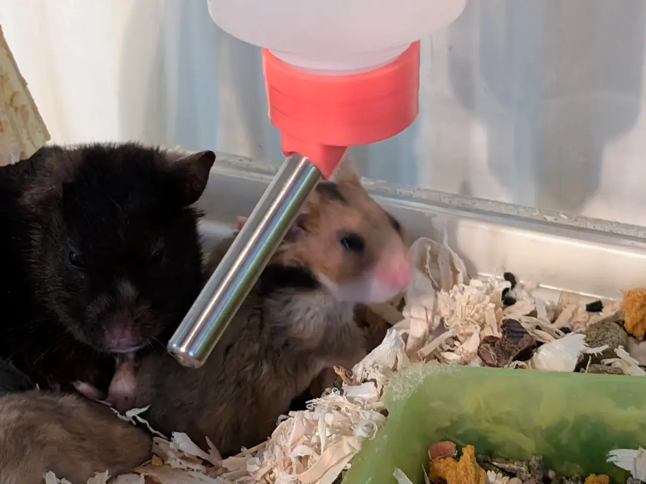 Billede 7 - Hamster unger sælges