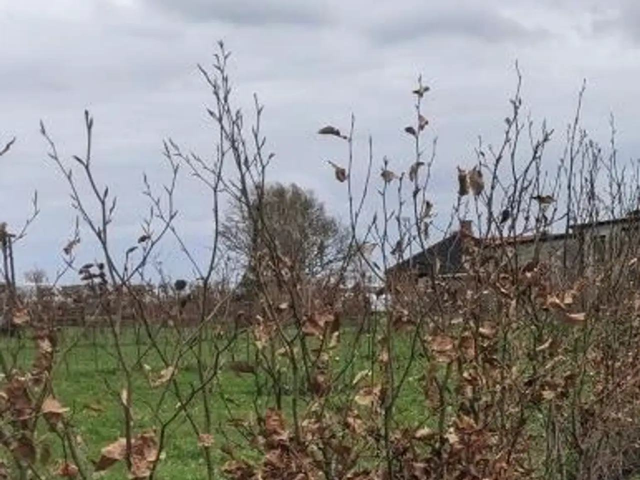 Billede 1 - Bøgeplanter