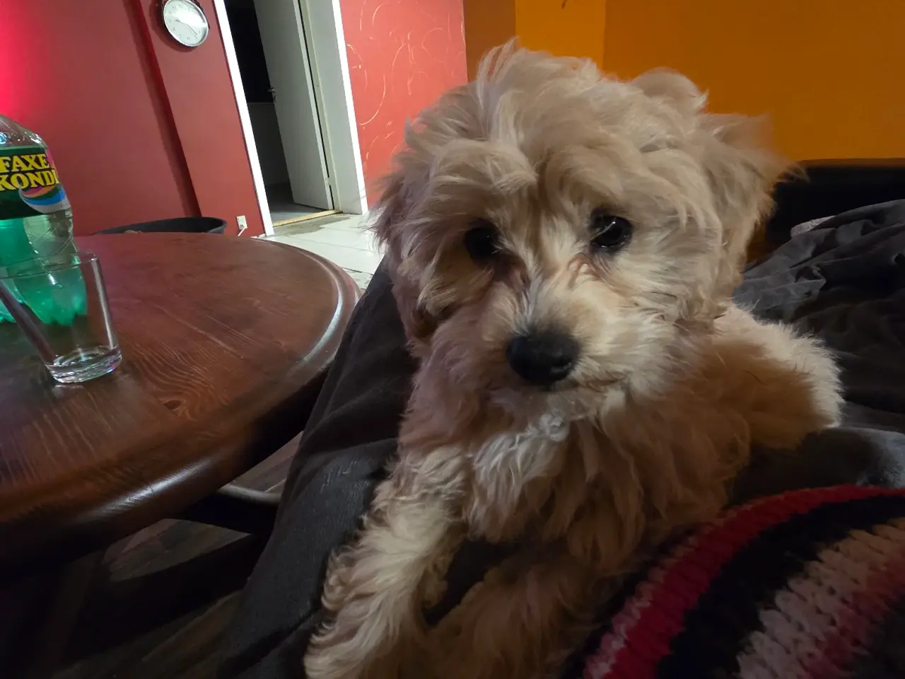 Billede 1 - Maltipoo tæve