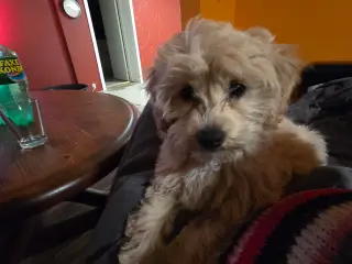 Maltipoo tæve