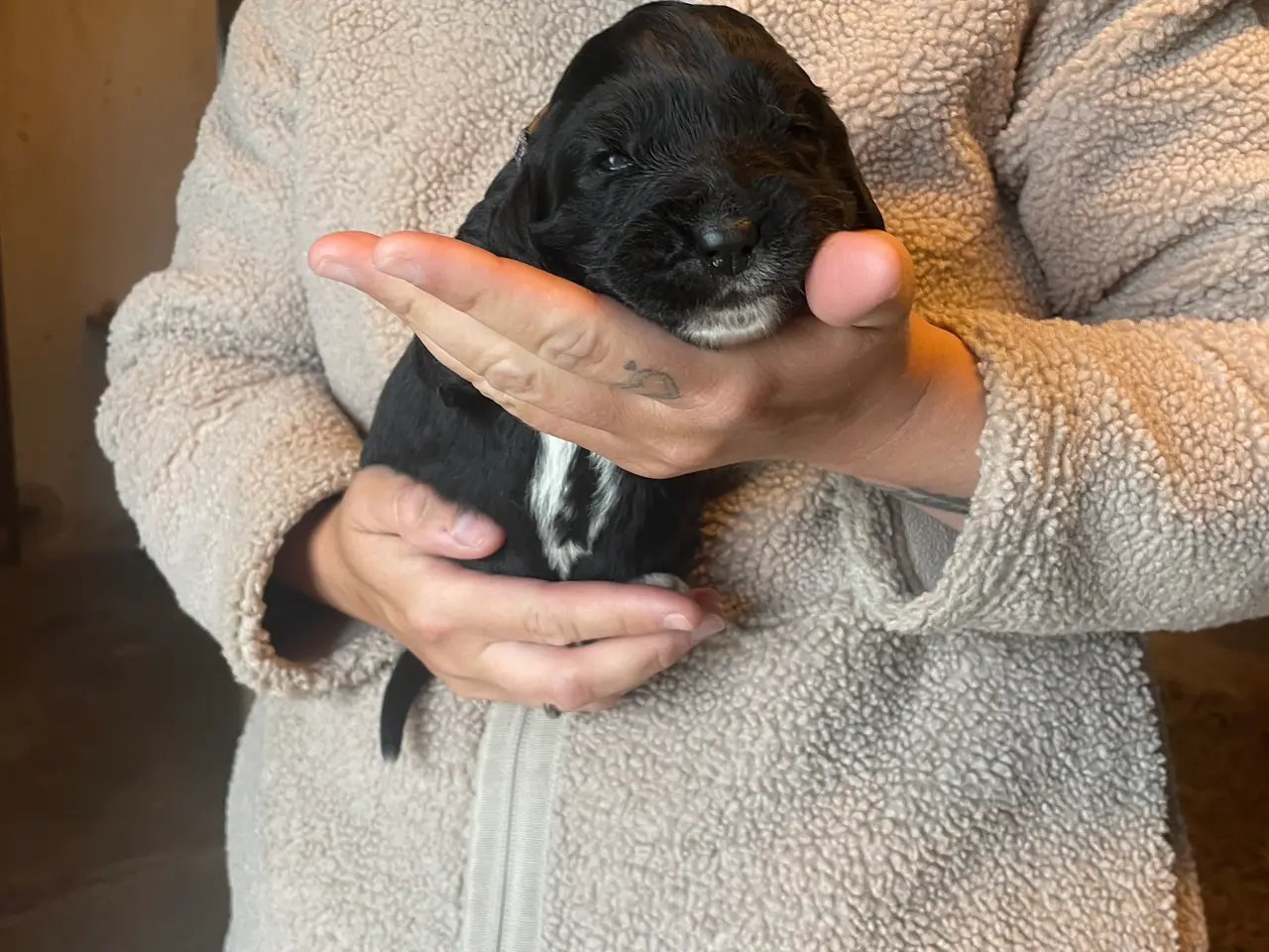 Billede 5 - Lækre lab/golden hvalpe