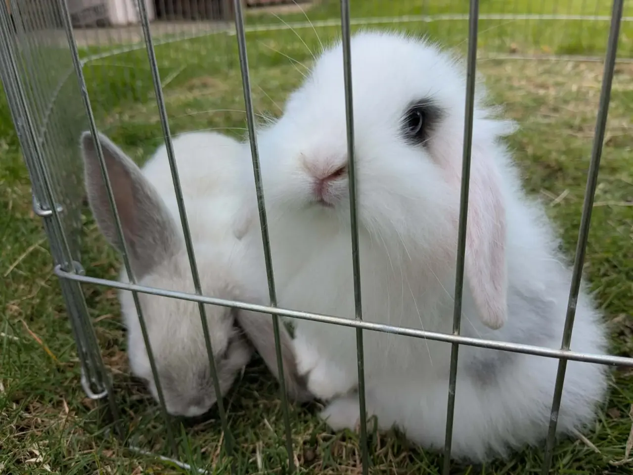 Billede 3 - Mini-lop kaninunger