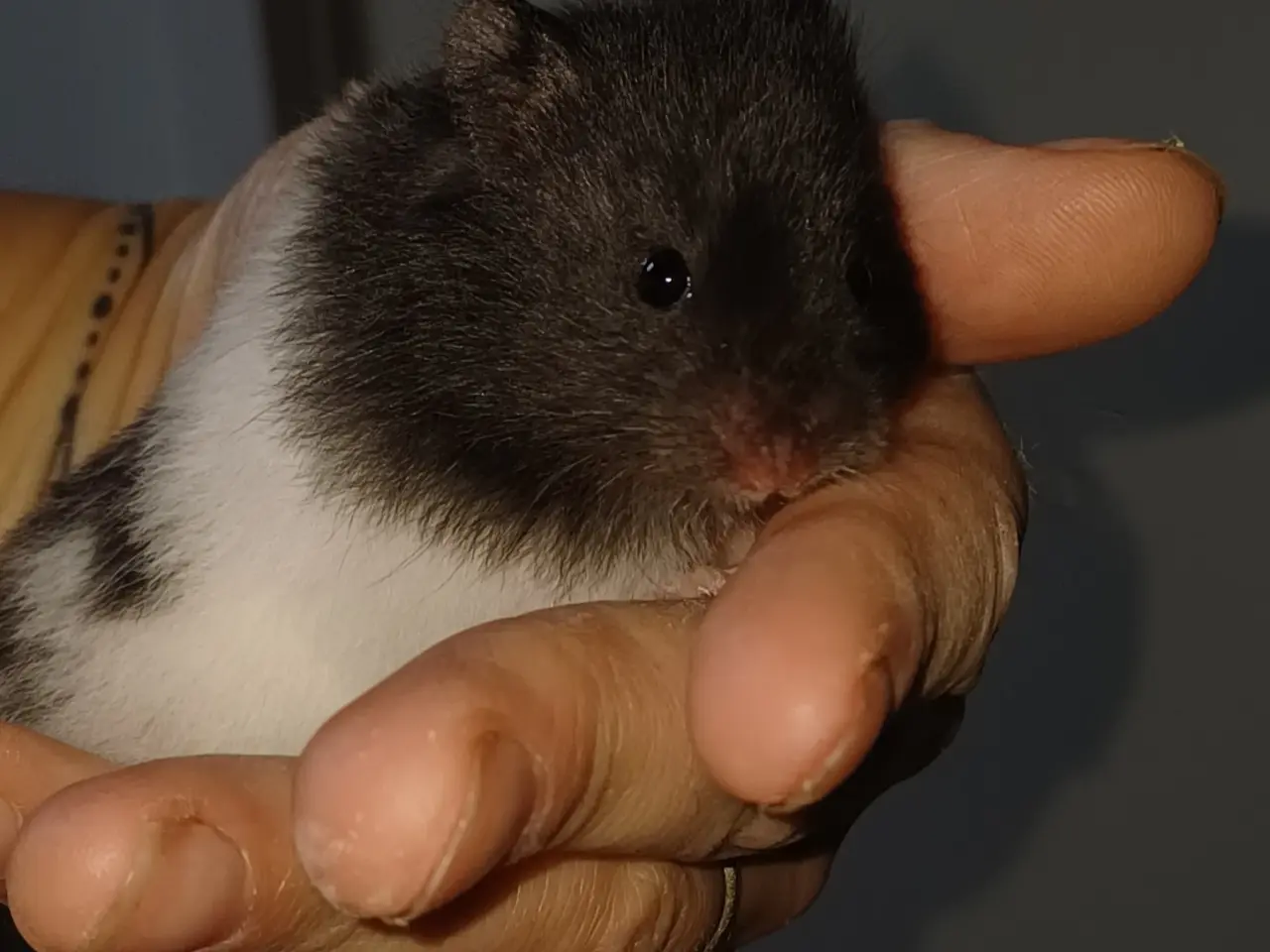 Billede 19 - Guldhamster unger (langhårede)