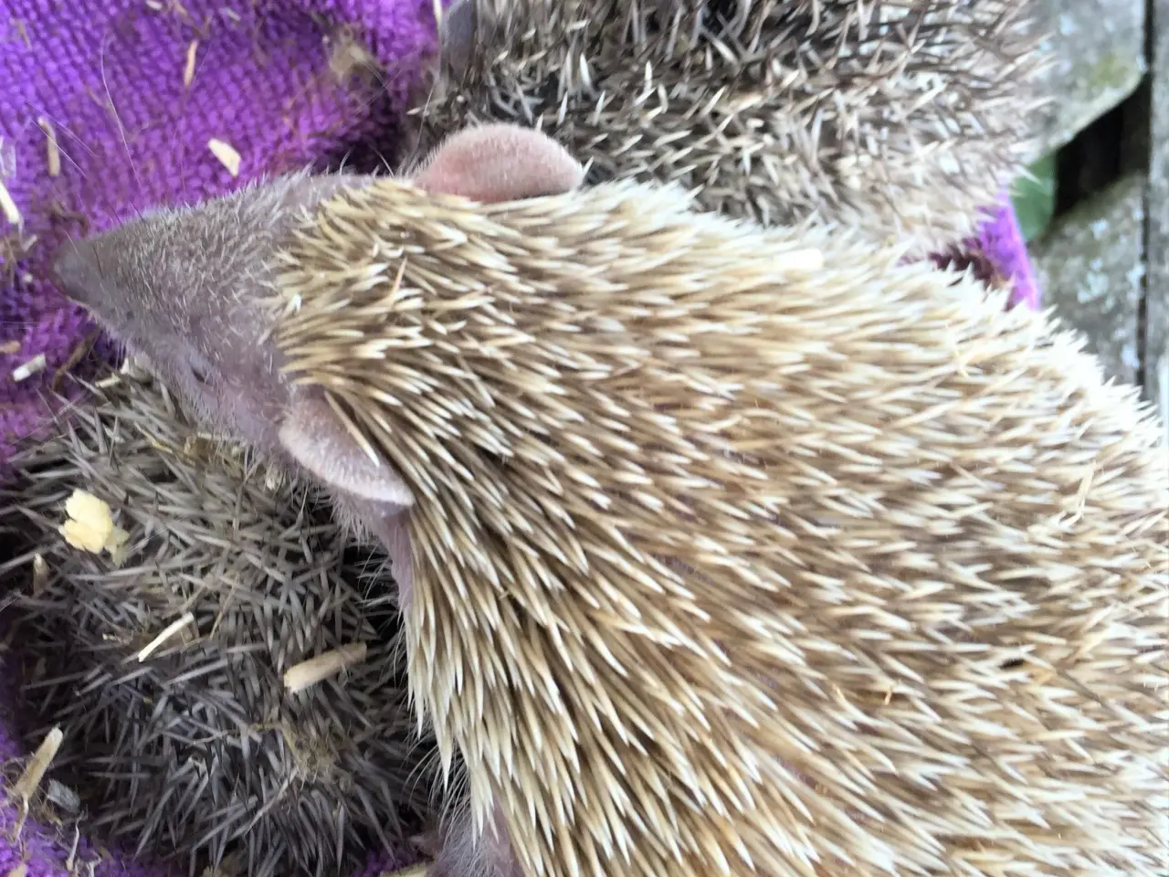 Billede 9 - Tenrec 
