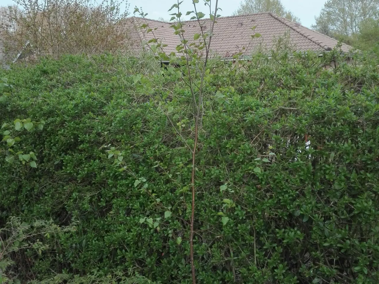 Billede 1 - Ege- birk, Rønnebær- og blommetræer