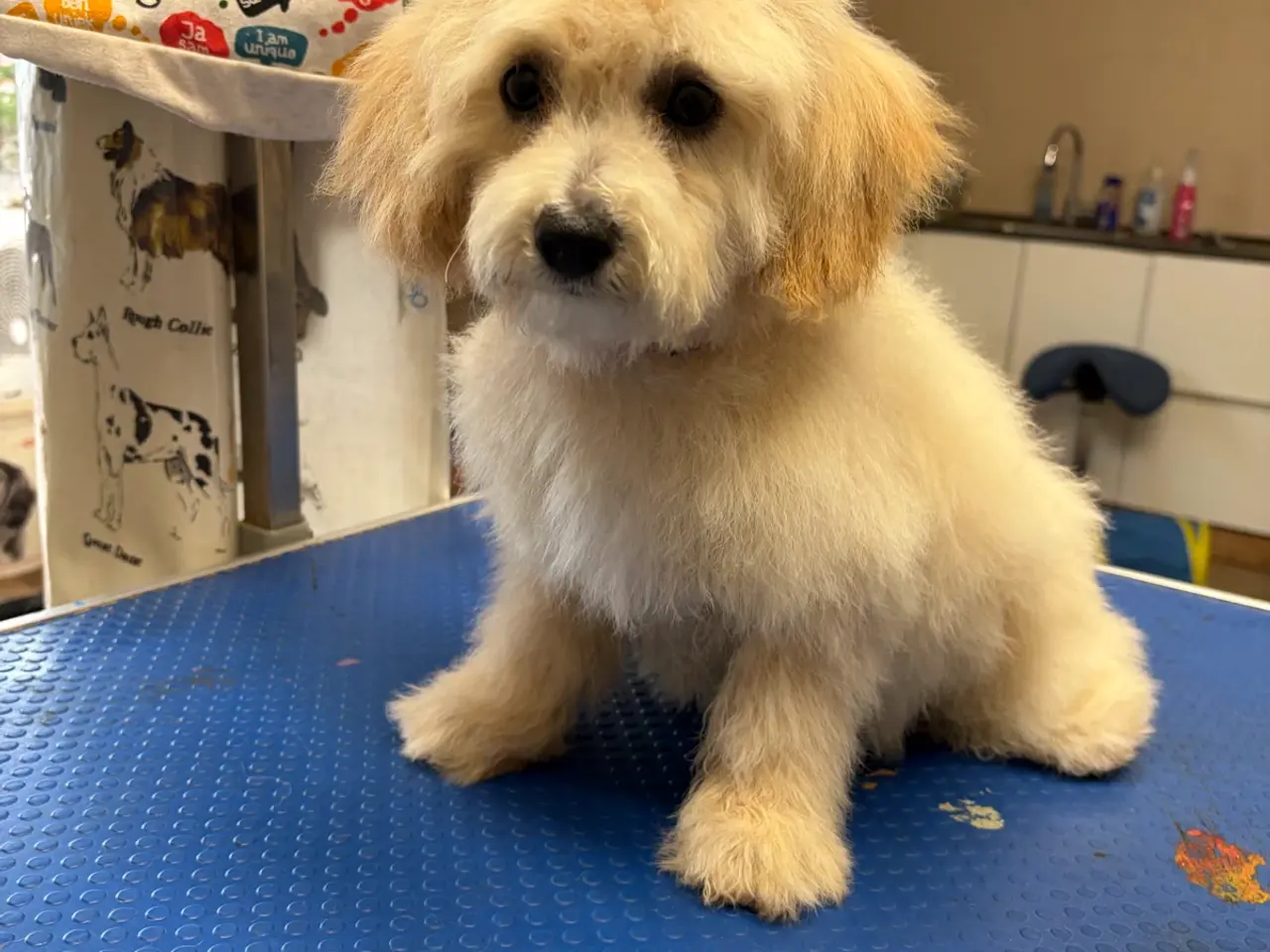 Billede 12 -  Maltipoo pige søde selma