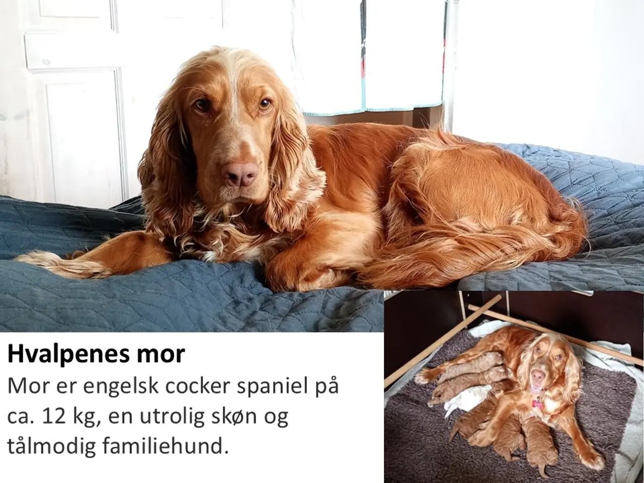 Billede 2 - Coackapoo hvalpe(50% cocker spaniel og 50% puddel)