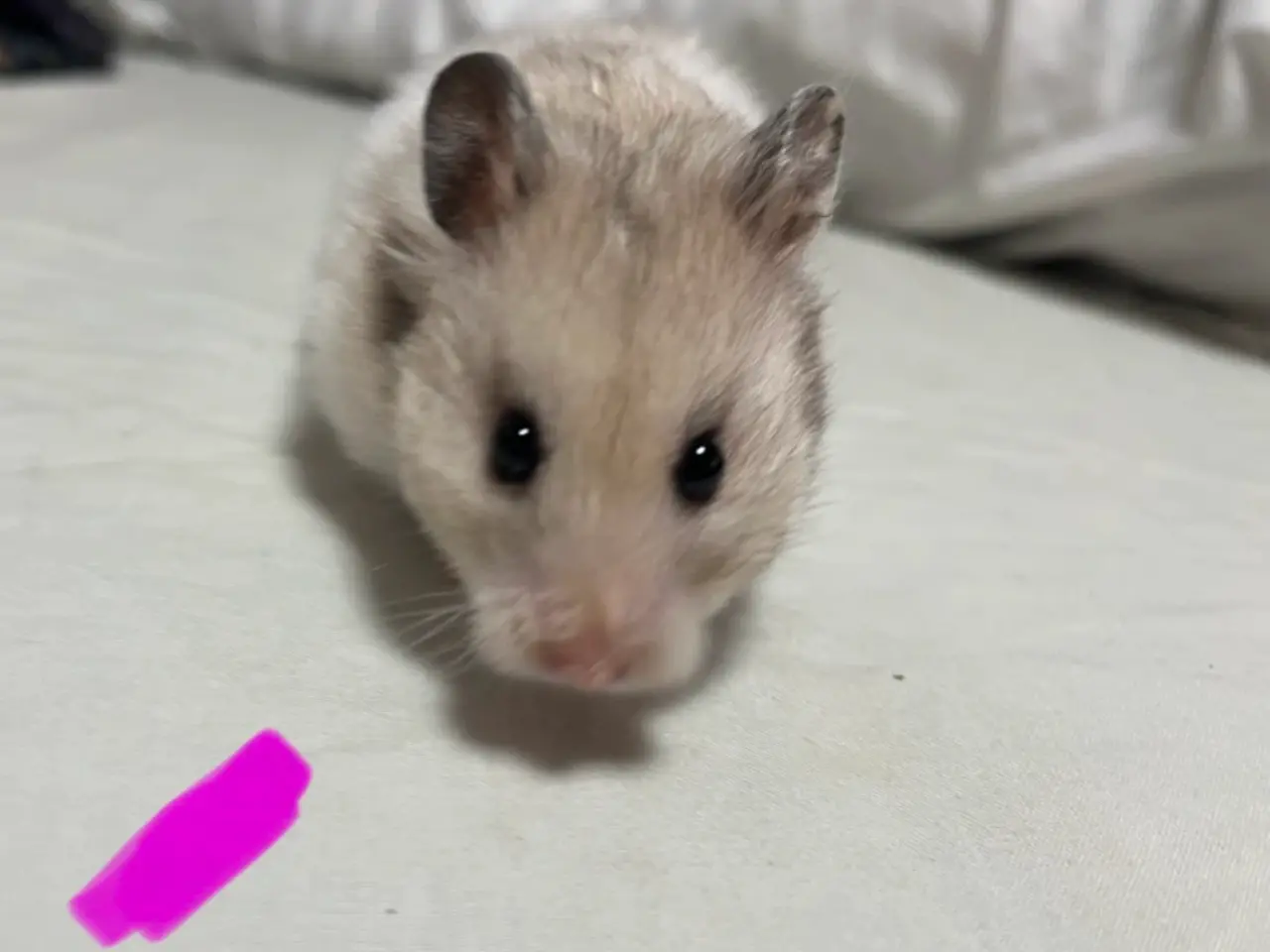 Billede 12 - Guldhamster unger