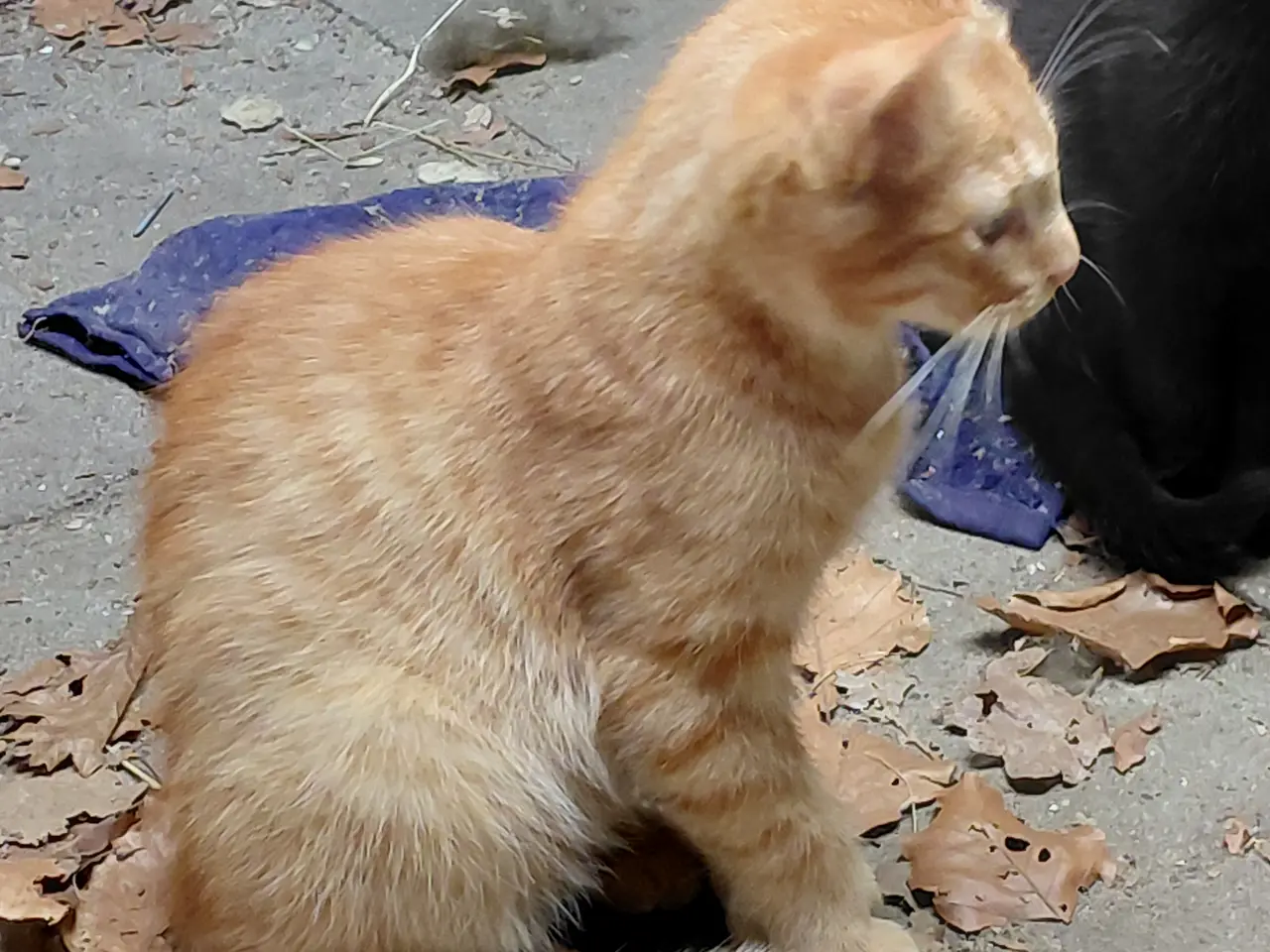Billede 3 - Maine coon blanding.