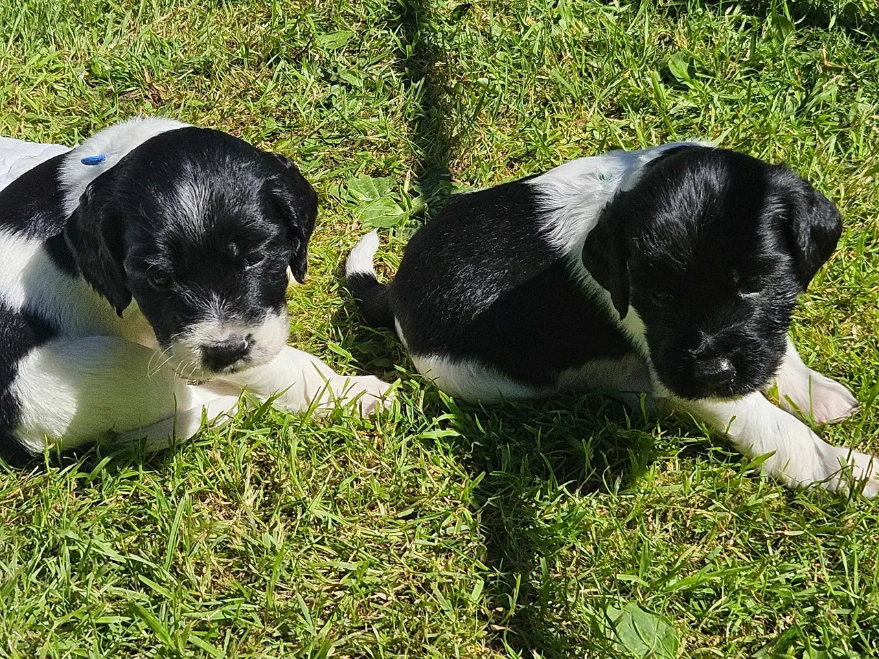Billede 15 - Engelsk springer spaniel 