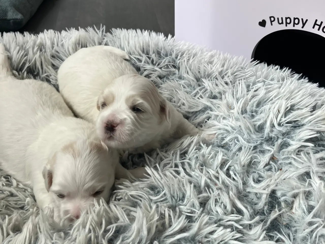 Billede 5 - Coton de tulear hvalpe - DKK stamtavle