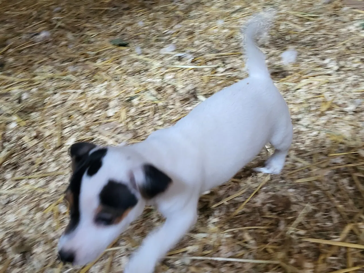 Billede 5 - Skøn Jack Russell han