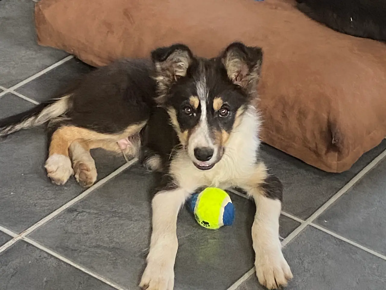 Billede 17 - Border Collie