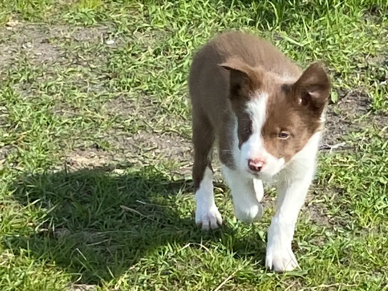 Billede 9 - Border Collie Så er vi Klar