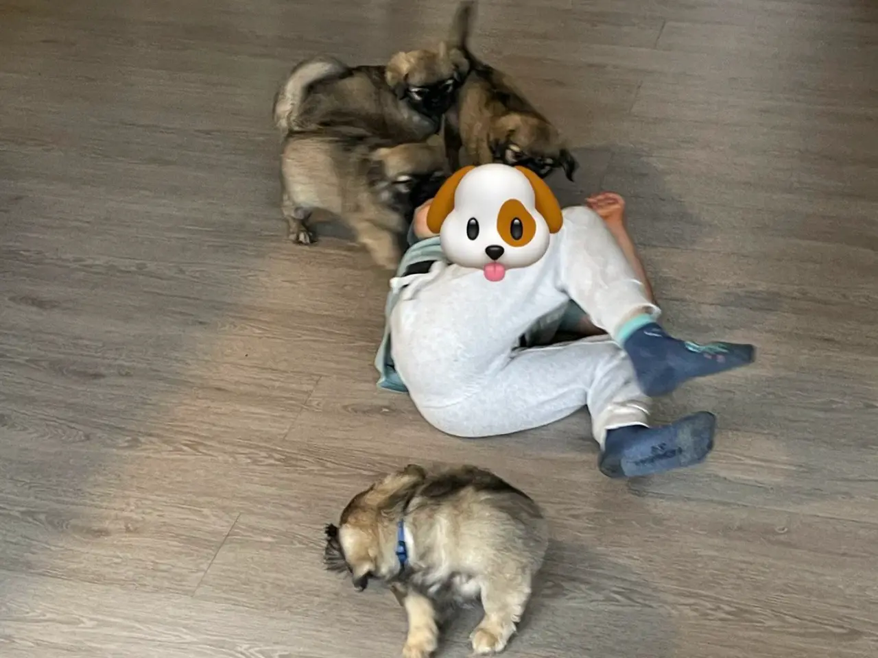 Billede 2 - Tibetansk spaniel hvalpe