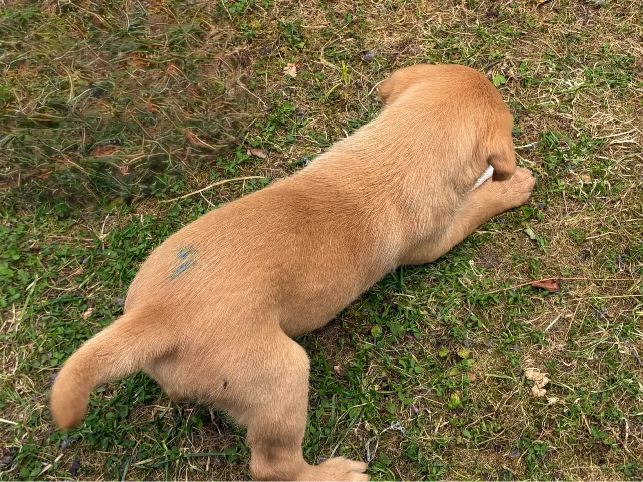 Billede 3 - Foxrøde labrador F1 hvalpe