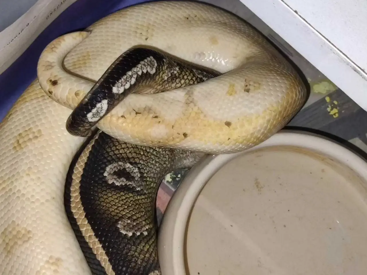 Billede 8 - Konge python avlsgruppe til pied avl