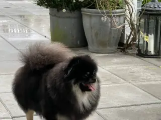 💕Søde & Smukke Daisy💕 - 4