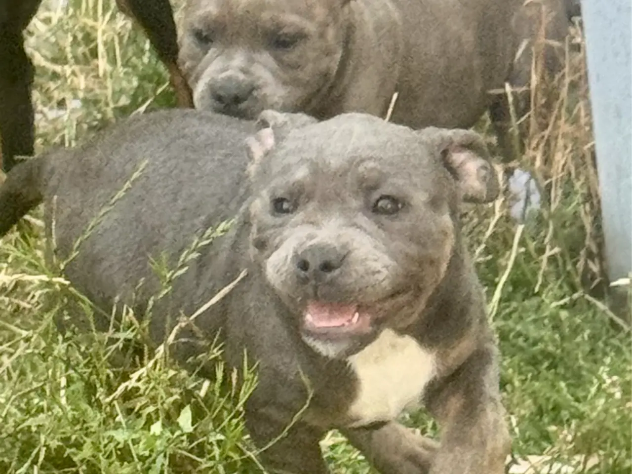Billede 3 - 3/4 Staffordshire - 1/4 Old English Bulldog