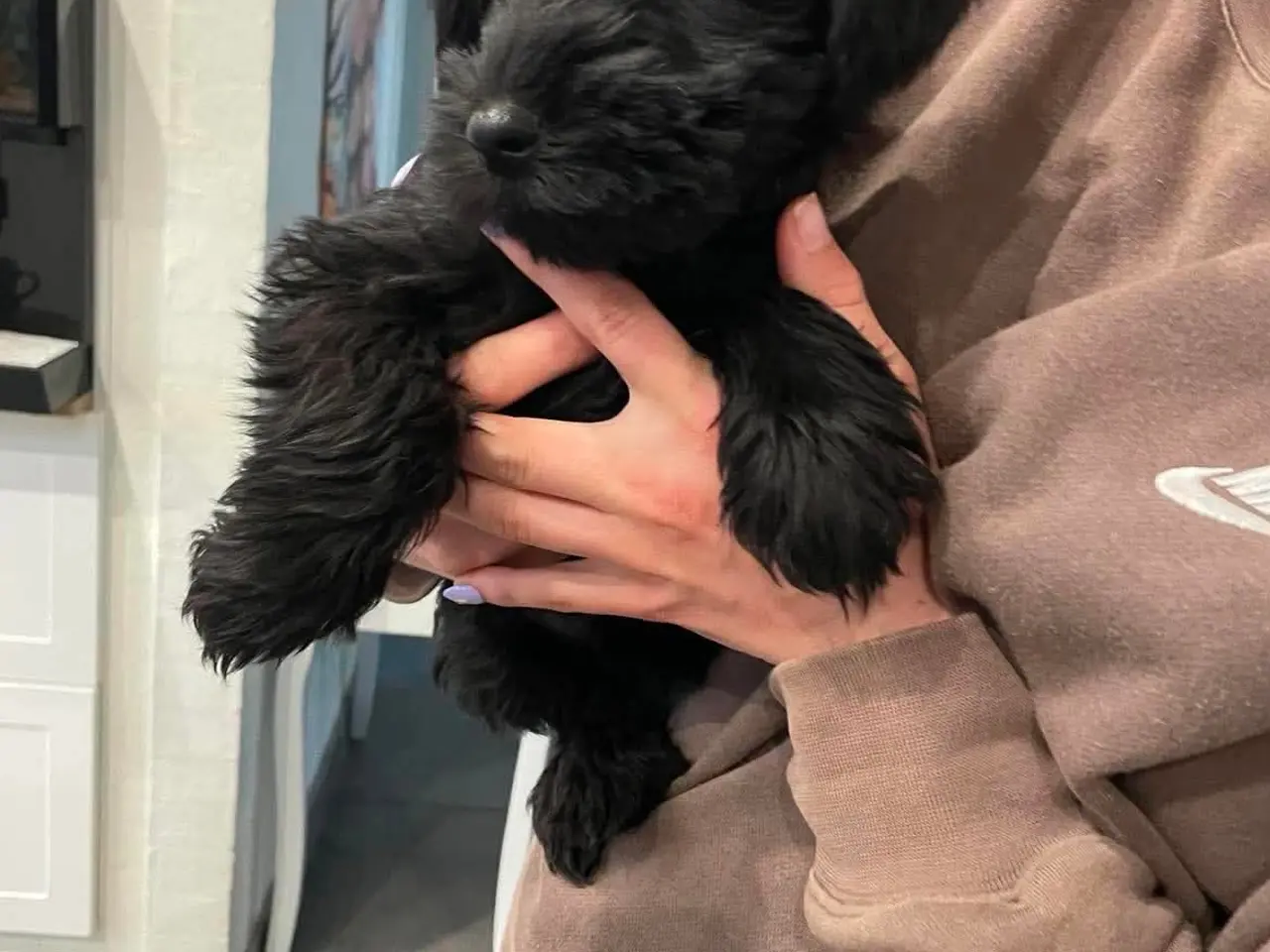 Billede 5 - Schnauzer mellem - hvalpe sort