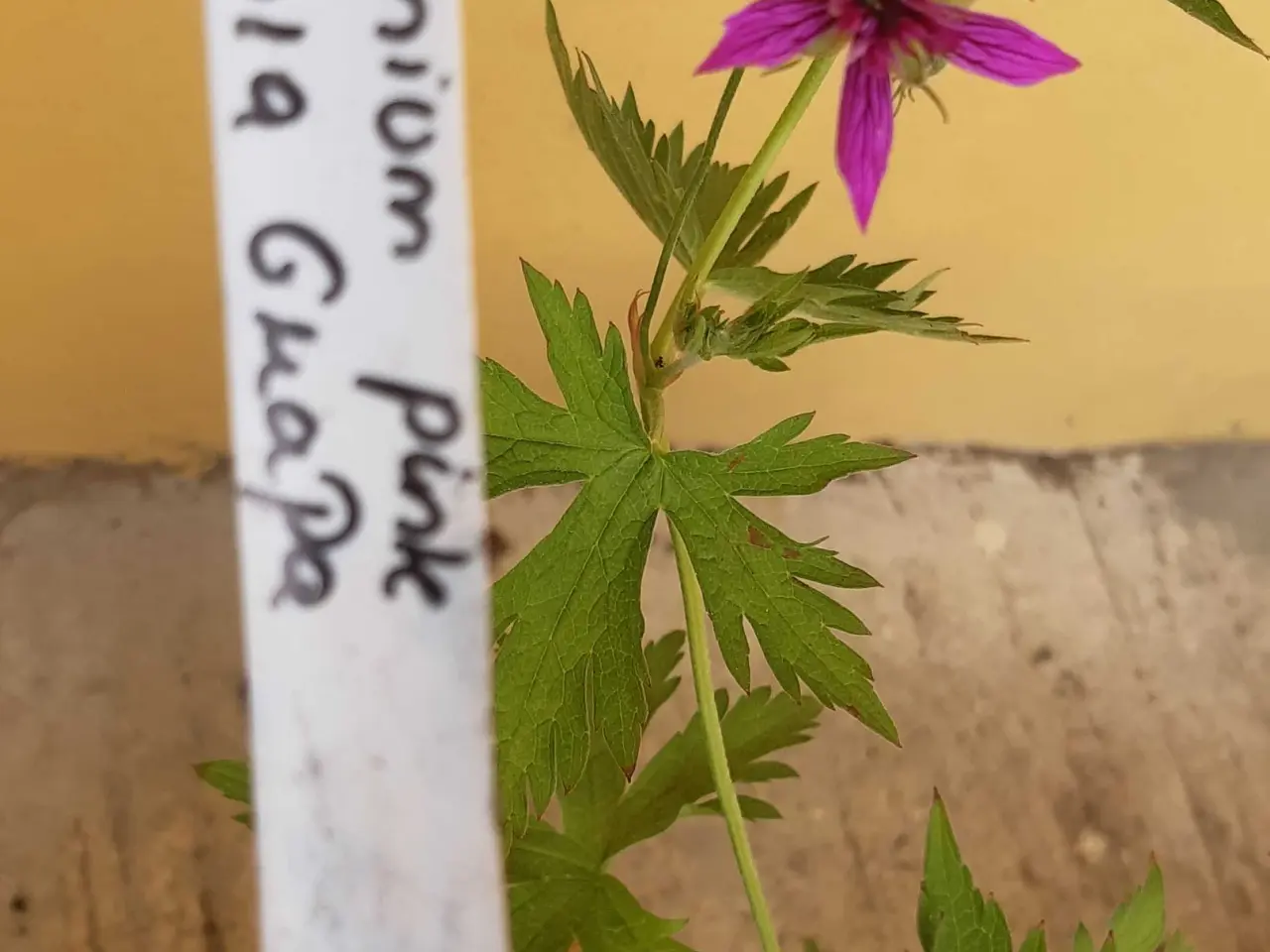 Billede 5 - Geranium Hola Guapa