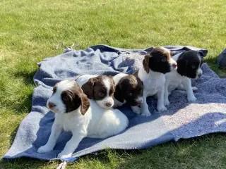 FT Springer Spaniel