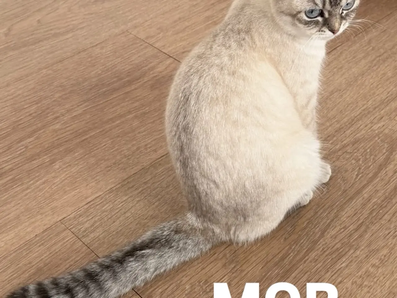 Billede 3 - Kat til salg