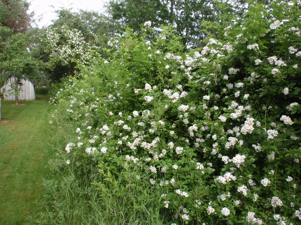 Billede 3 - Remisseplante Mangeblomstret rose.