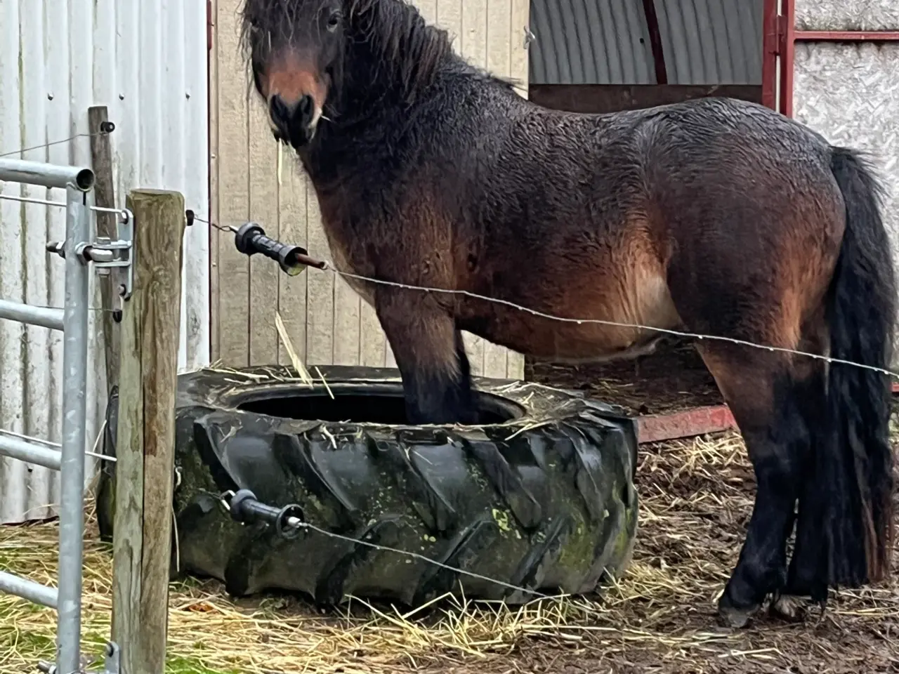 Billede 2 - Dartmoor vallak 3 år
