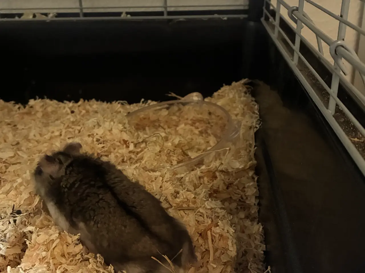 Billede 3 - Hamster og tilbehør 