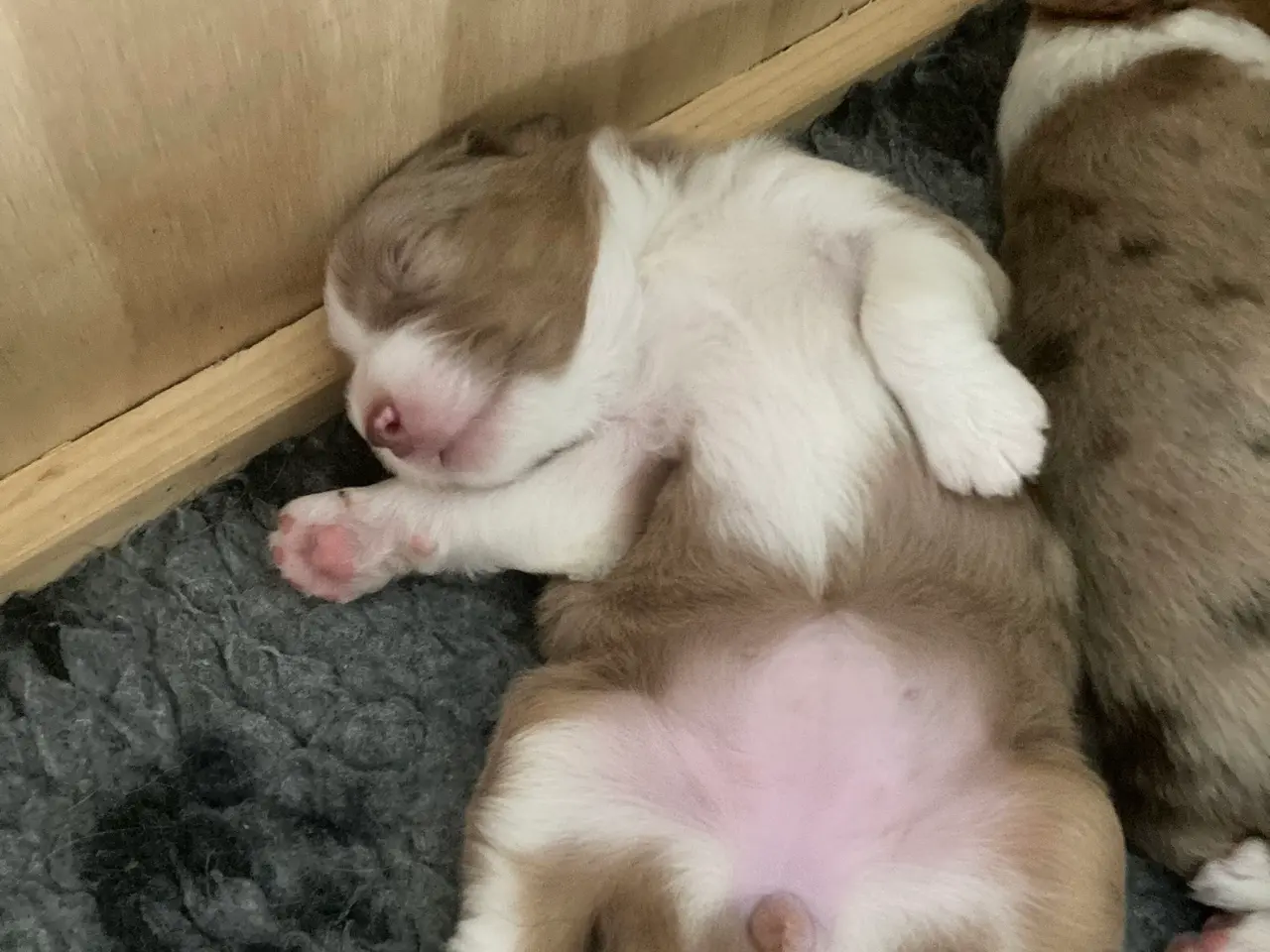 Billede 5 - Miniature American Shepherd hvalpe 