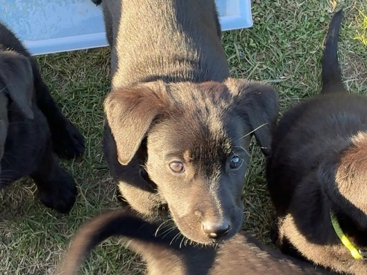 Billede 3 - Labrador og Malinois blandning