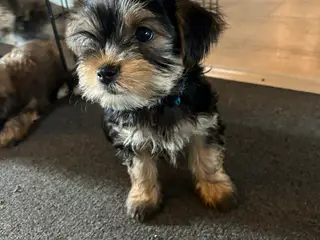 Skøn Yorkie-dreng på 10 uger søger sit nye hjem