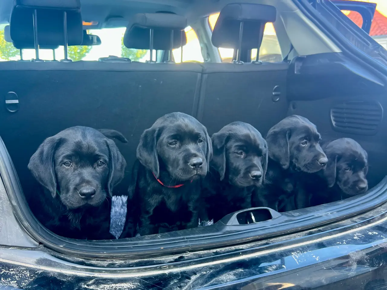 Billede 5 - 🐾 Sorte Labradorhvalpe – gammeldags type 🐾