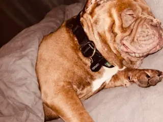AVL – American Pocket Bully hanhund med ABKC stamt